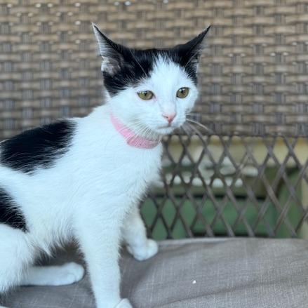 Enlarge Amore', a Adoptable Domestic Short Hair in Riverside, CA image 6/6