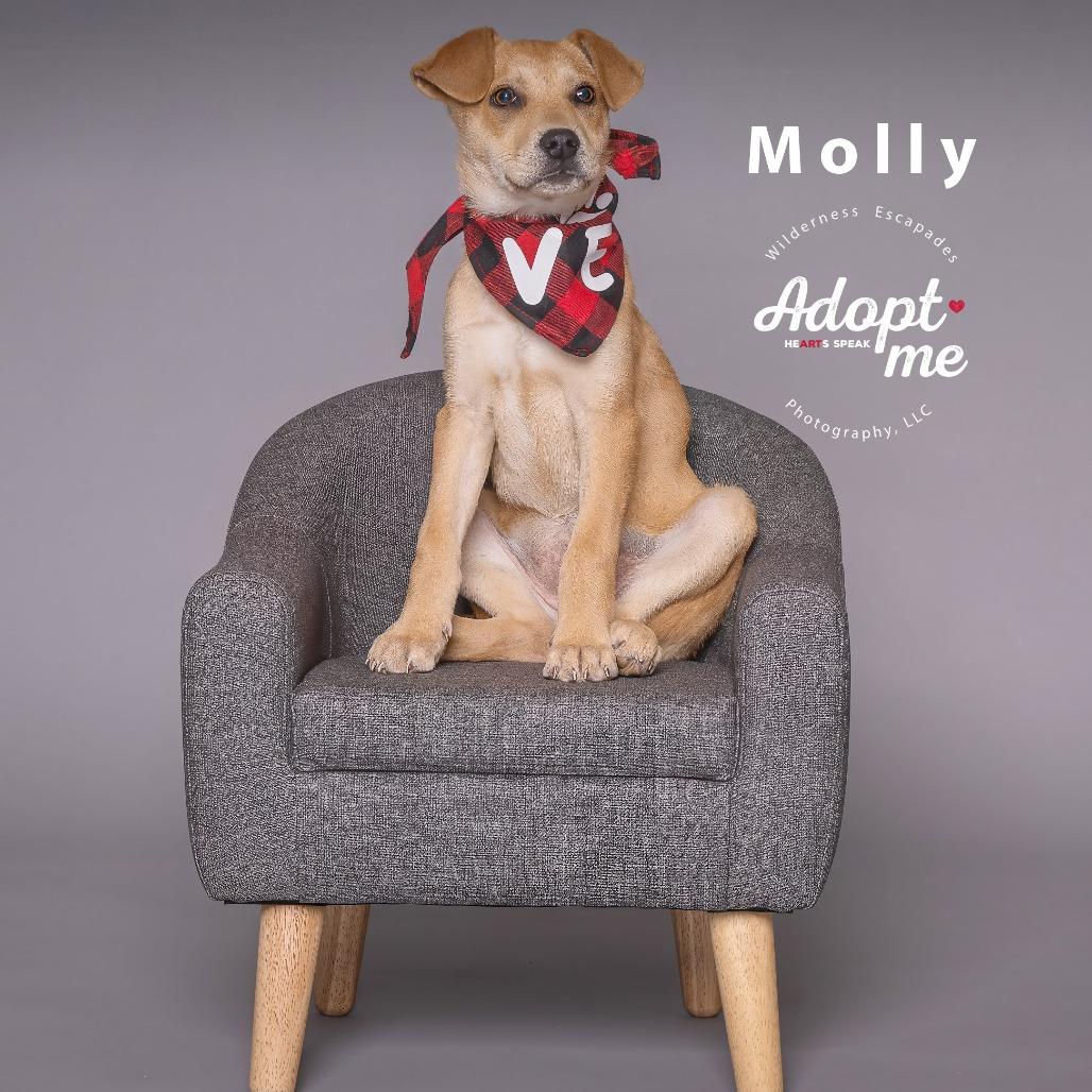 Molly, Adoptable, Puppy Female Labrador Retriever.