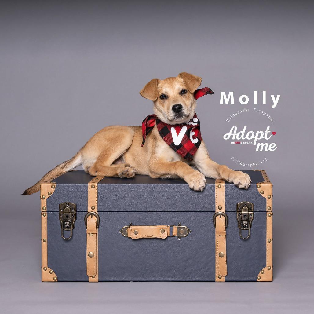 Enlarge Molly, a Adoptable mixed breed in Chantilly, VA image 2/6