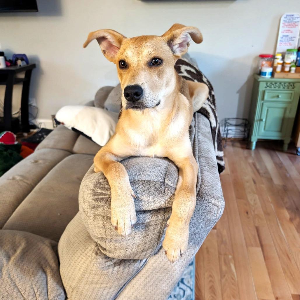 Enlarge Molly, a Adoptable mixed breed in Chantilly, VA image 3/6