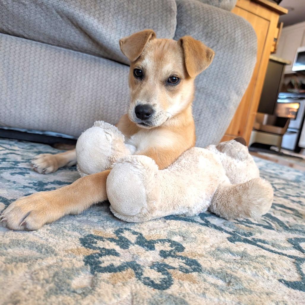 Enlarge Molly, a Adoptable mixed breed in Chantilly, VA image 4/6