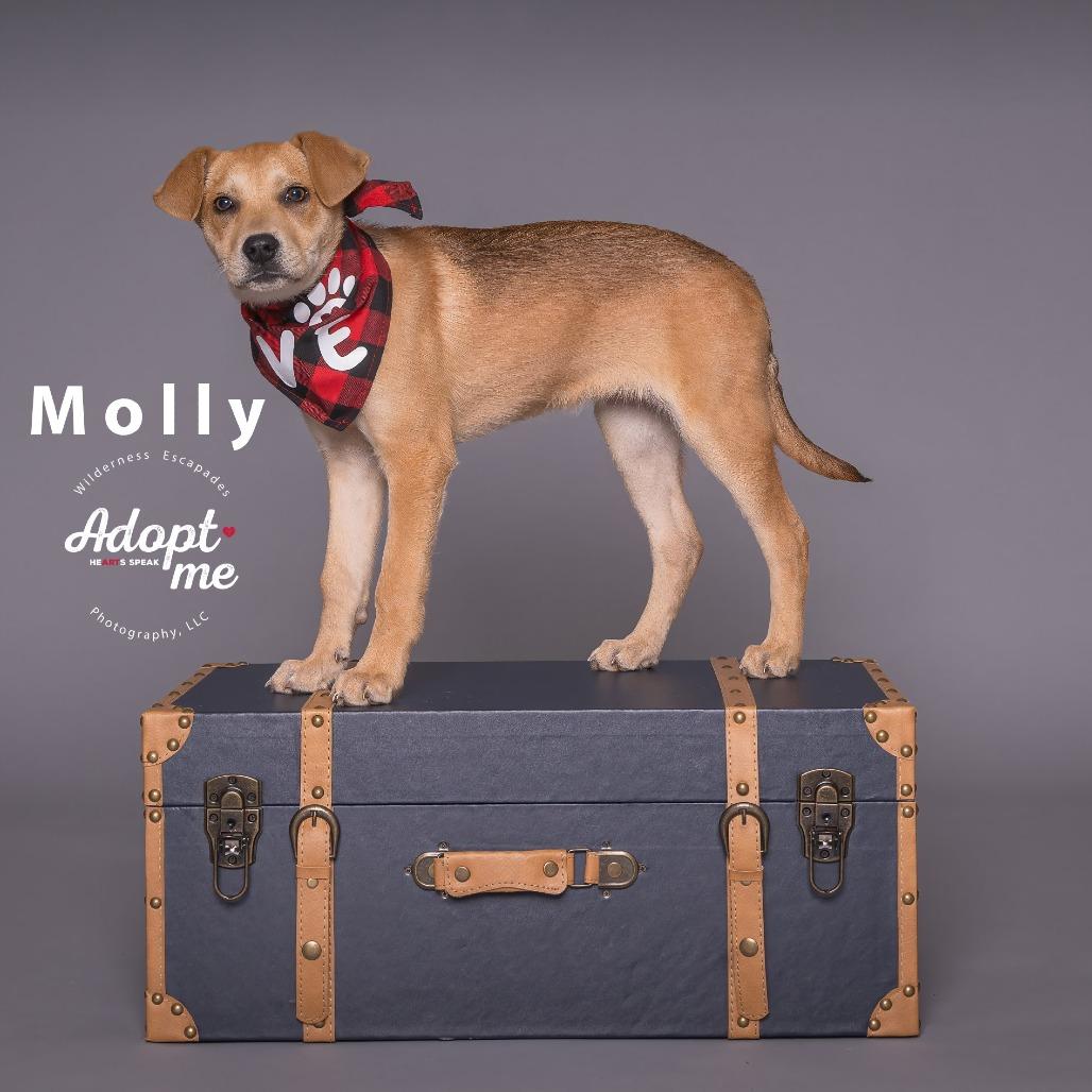 Enlarge Molly, a Adoptable mixed breed in Chantilly, VA image 5/6