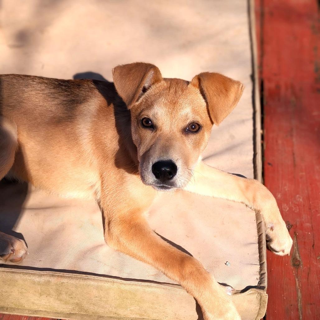 Enlarge Molly, a Adoptable mixed breed in Chantilly, VA image 6/6