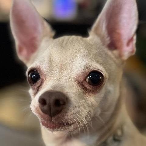 Yogi, a ADOPTABLE Chihuahua in Scarborough, ON image 2/4