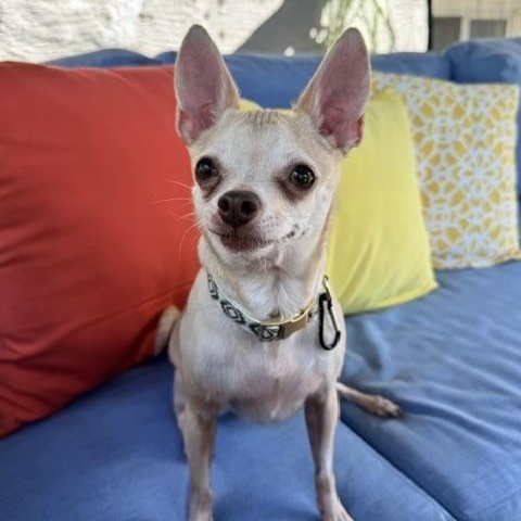 Yogi, a ADOPTABLE Chihuahua in Scarborough, ON image 4/4