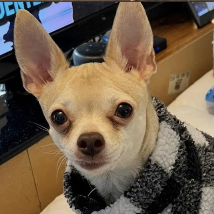 Yogi, a ADOPTABLE Chihuahua in Scarborough, ON image 3/4