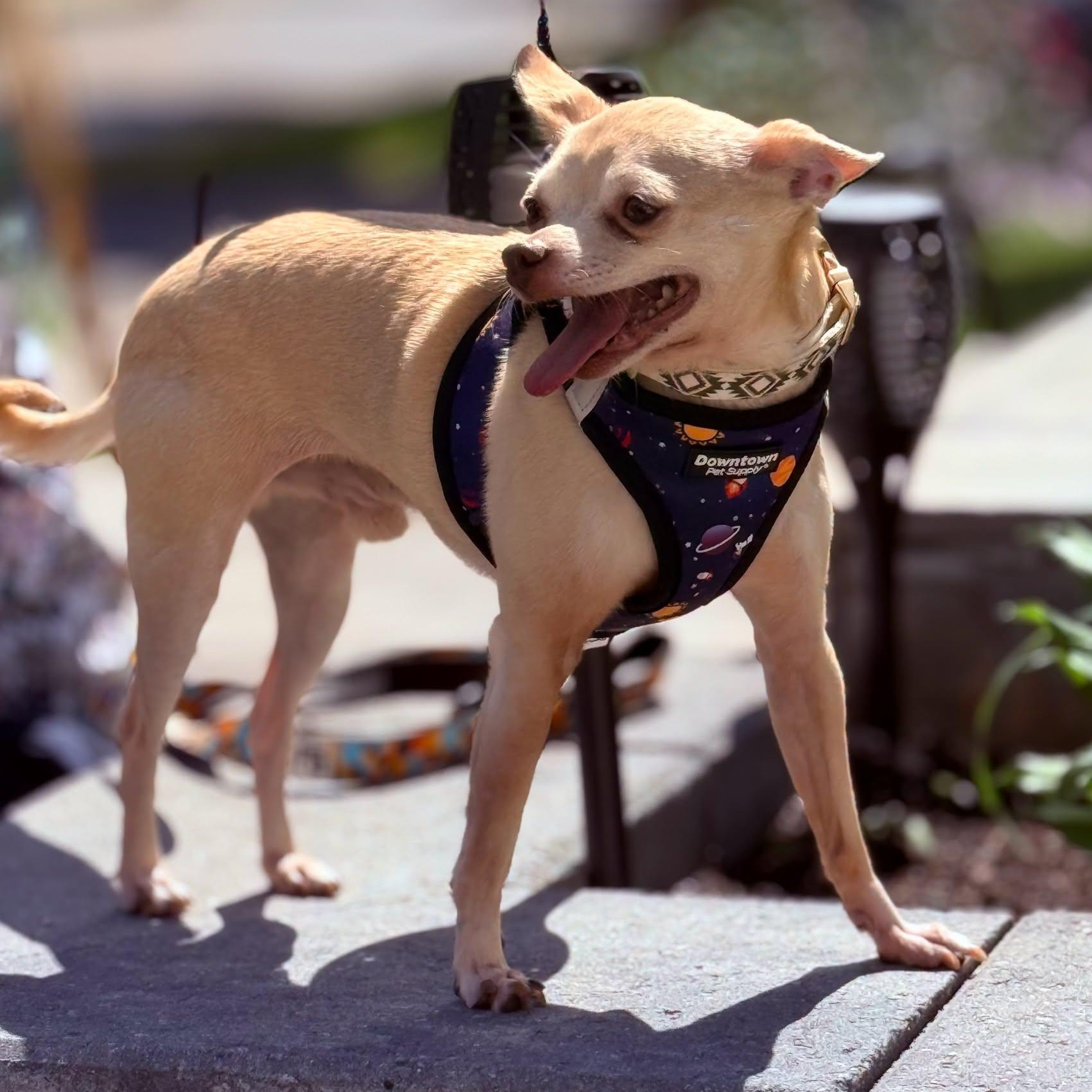 Yogi, a ADOPTABLE Chihuahua in Scarborough, ON image 1/4