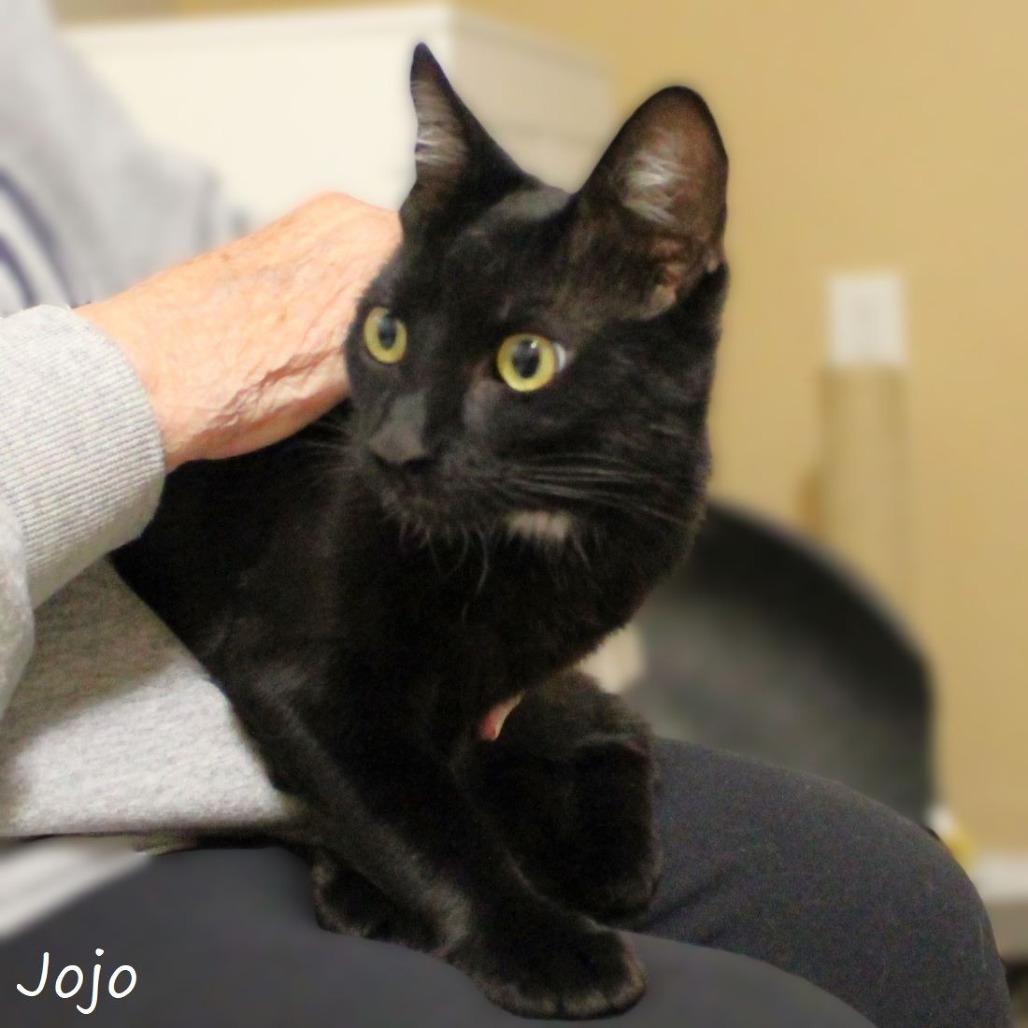 JoJo, a Adoptable Domestic Short Hair in Yucaipa, CA image 1/6