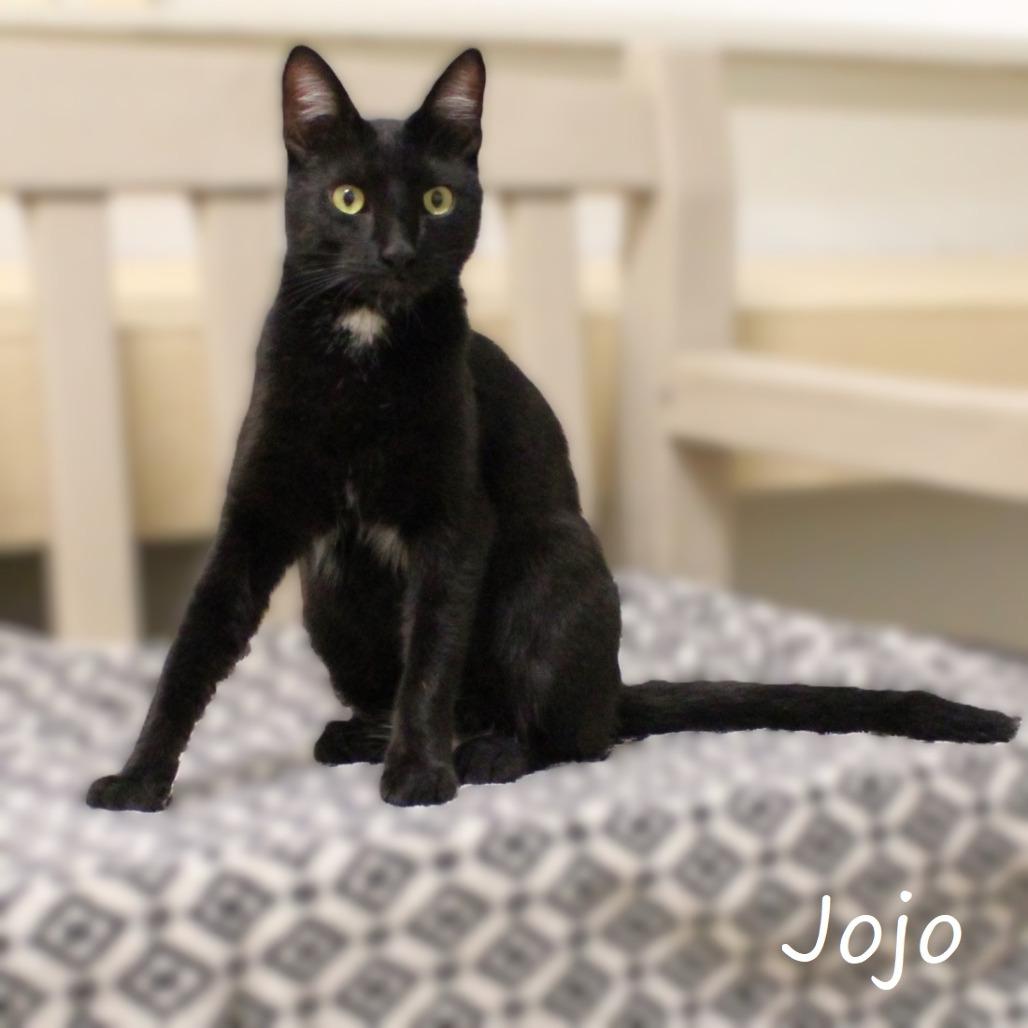 JoJo, a Adoptable Domestic Short Hair in Yucaipa, CA image 2/6