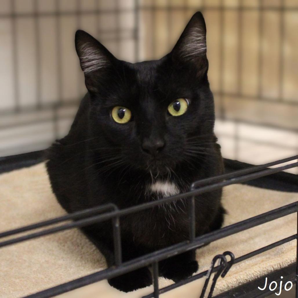 JoJo, a Adoptable Domestic Short Hair in Yucaipa, CA image 3/6