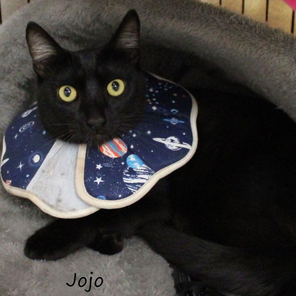 JoJo, Adoptable, Young Male Domestic Short Hair.