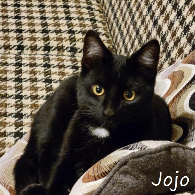 Enlarge JoJo, a Adoptable Domestic Short Hair in Yucaipa, CA image 2/2