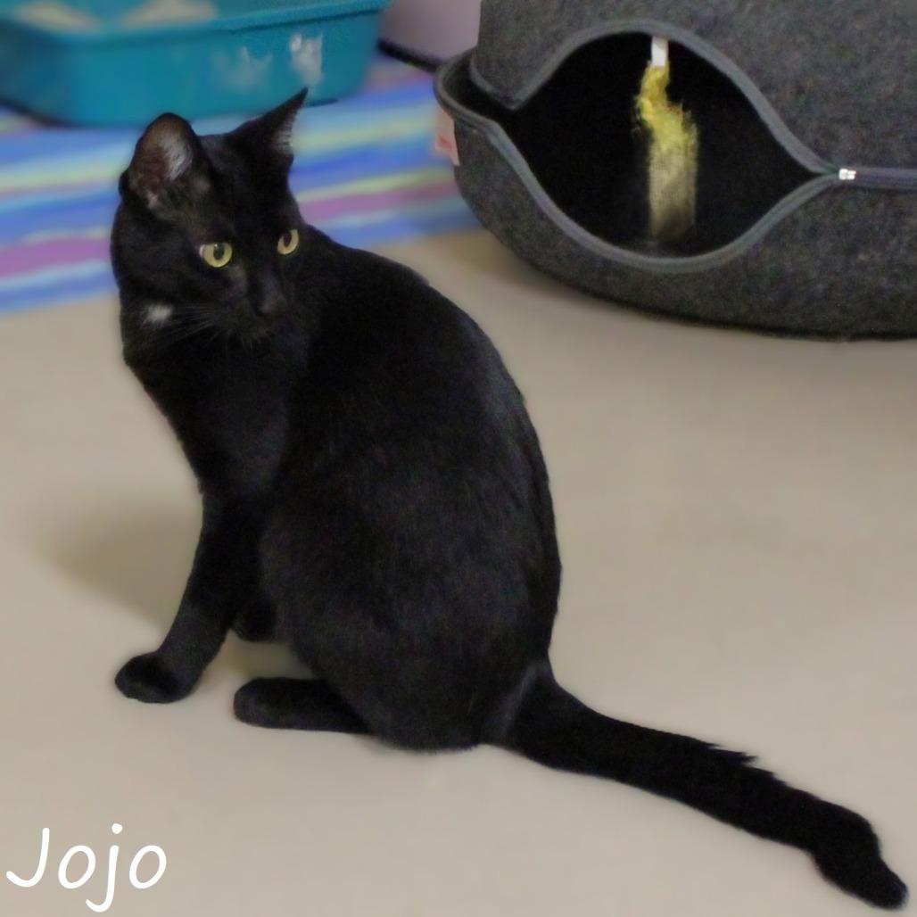 JoJo, a Adoptable Domestic Short Hair in Yucaipa, CA image 5/6