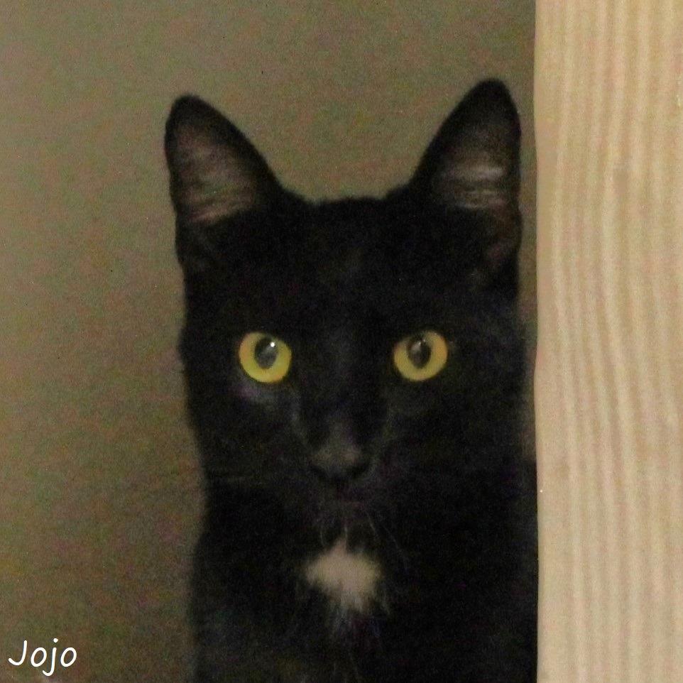 JoJo, a Adoptable Domestic Short Hair in Yucaipa, CA image 6/6