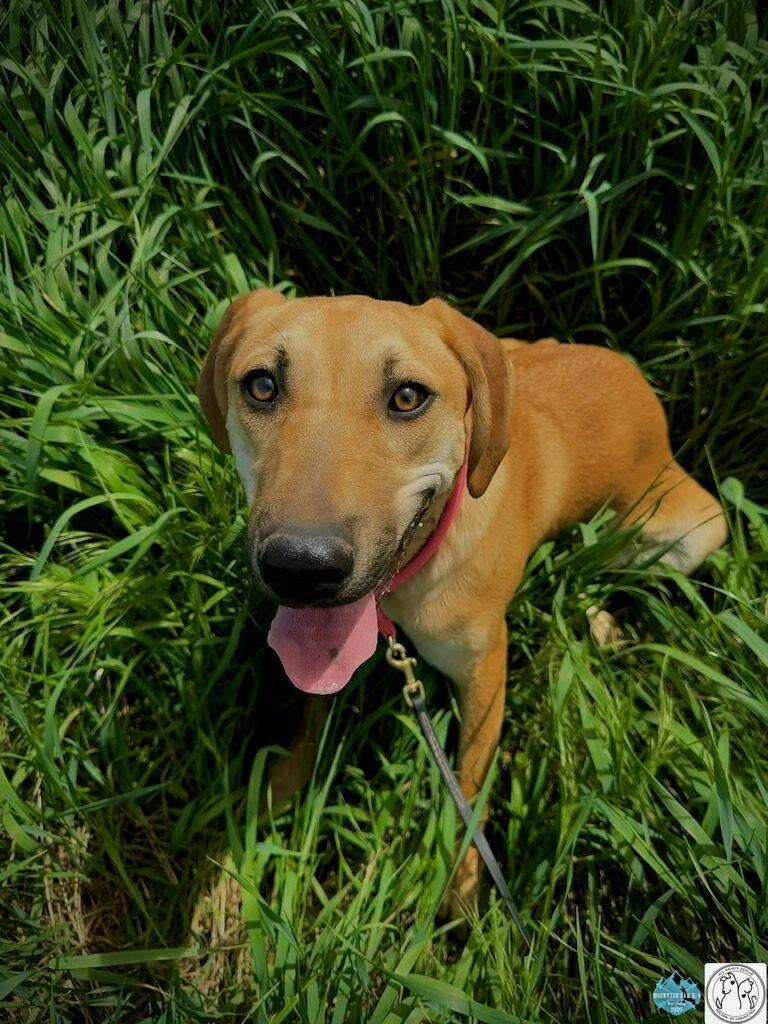 Enlarge Mouse, a Adoptable mixed breed in Polson, MT image 1/5