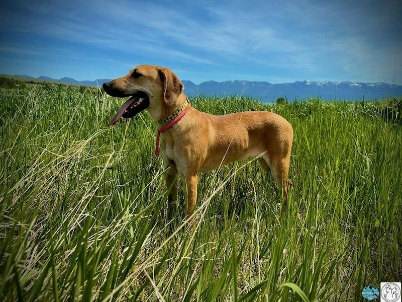 Enlarge Mouse, a Adoptable mixed breed in Polson, MT image 3/5
