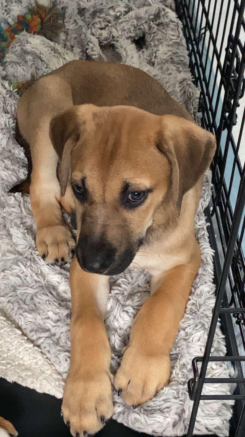 Mouse, Adoptable, Puppy Female Hound.