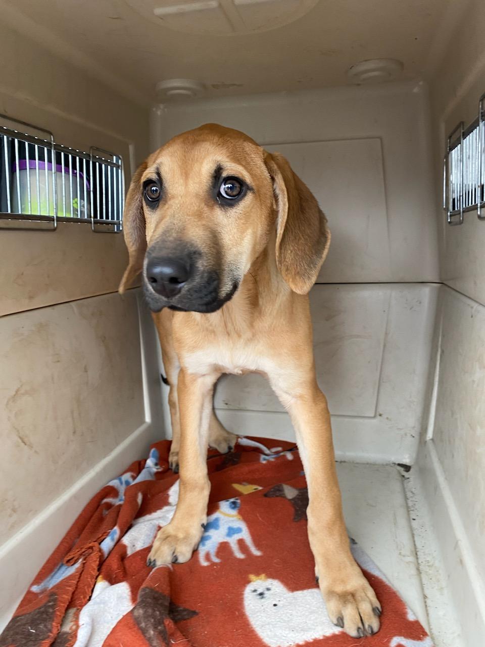 Enlarge Mouse, a Adoptable mixed breed in Polson, MT image 2/3