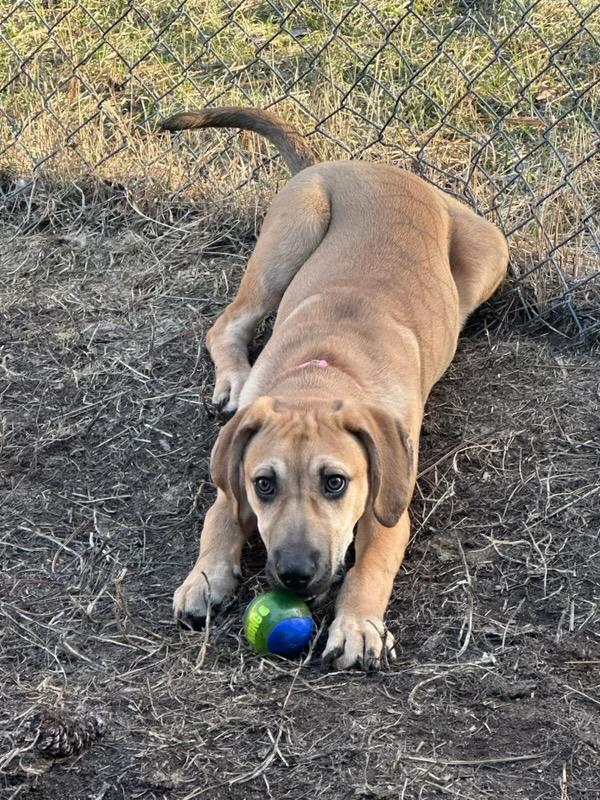 Enlarge Mouse, a Adoptable mixed breed in Polson, MT image 1/5