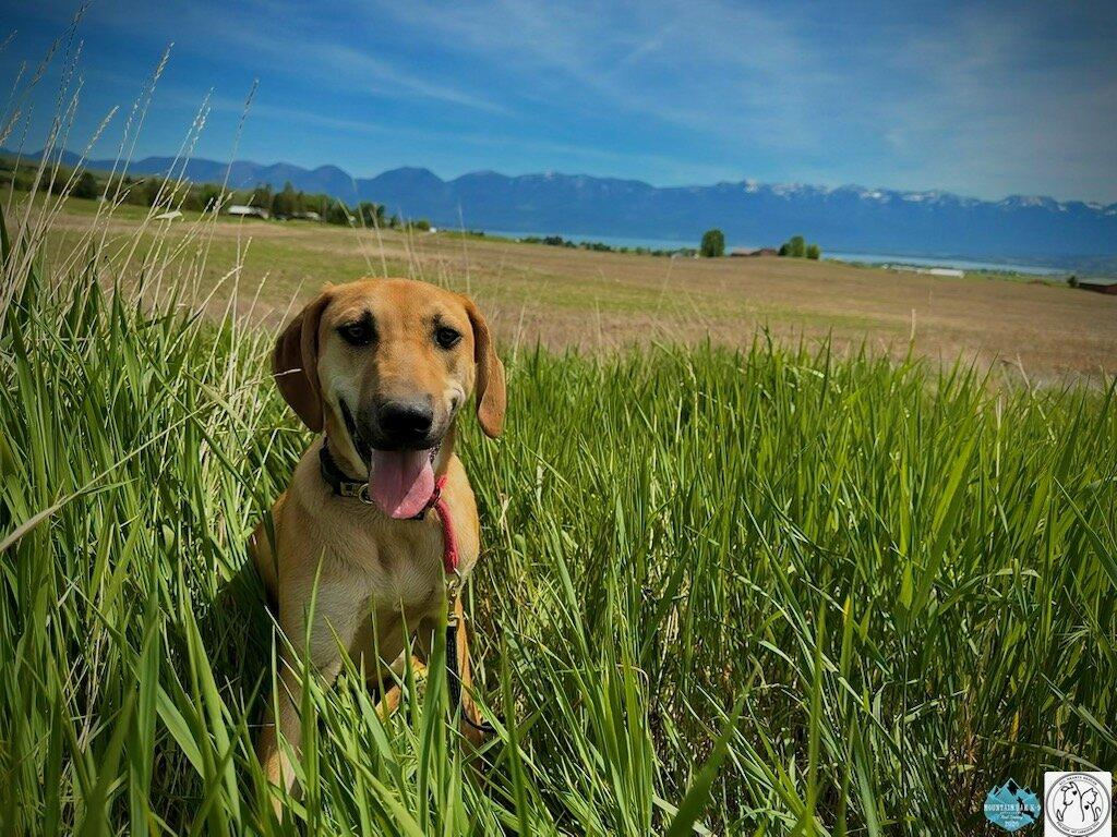 Enlarge Mouse, a Adoptable mixed breed in Polson, MT image 2/5
