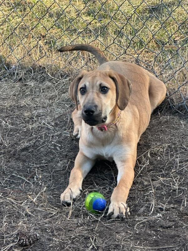 Enlarge Mouse, a Adoptable mixed breed in Polson, MT image 2/5