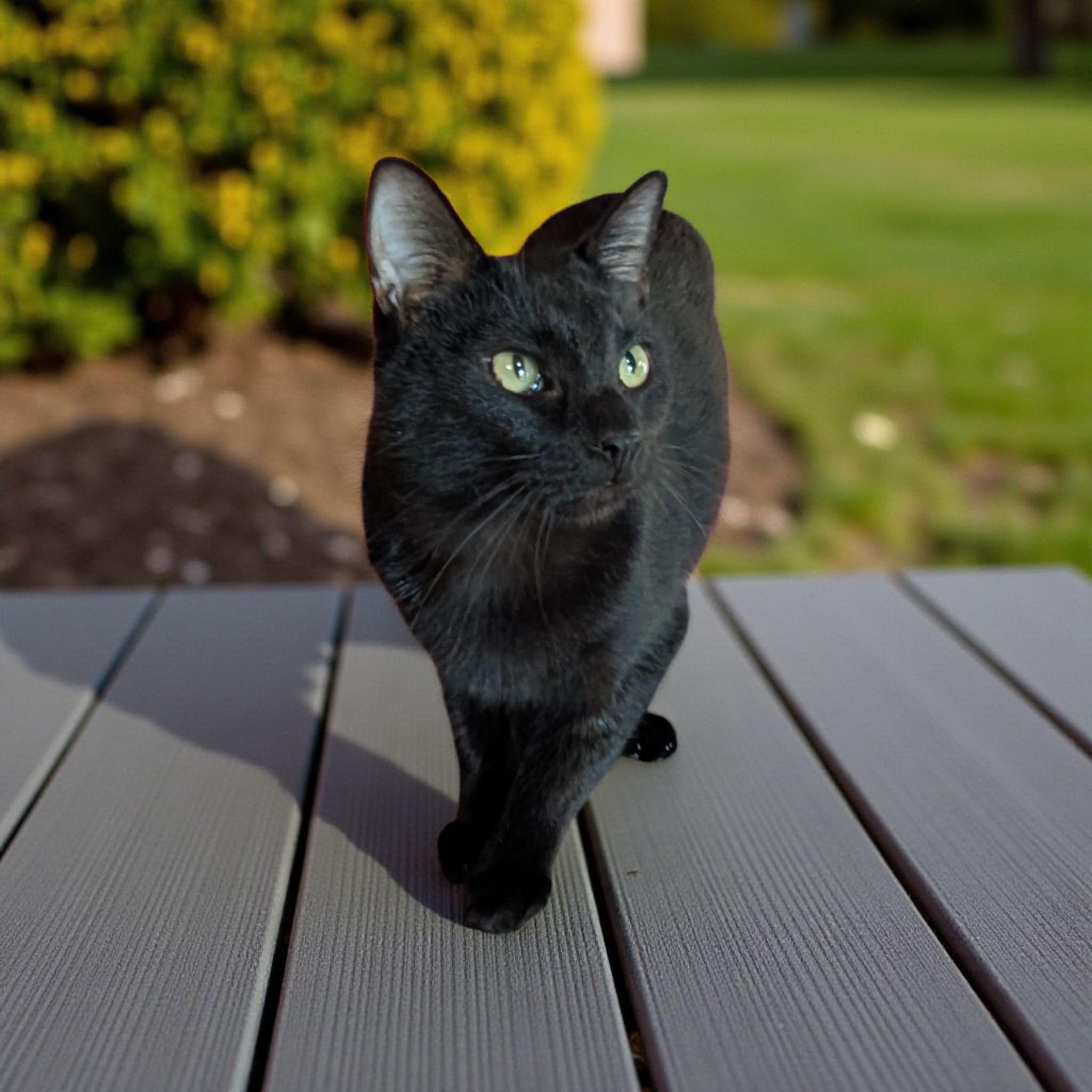 Duke (Barn cat/Not Feral)