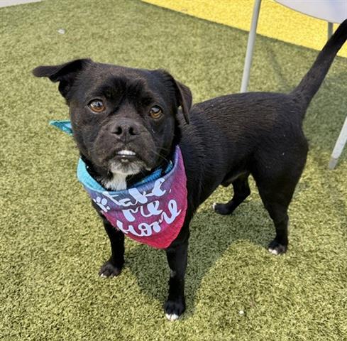 LUCA, Adoptable, Young Male Pug & Mixed Breed.