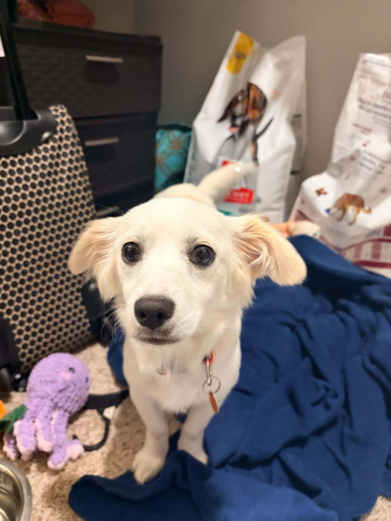 Enlarge Sabrina , an adopted mixed breed in Garland, TX image 5/6