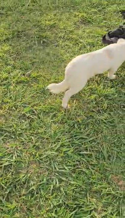 Enlarge Sabrina , an adopted mixed breed in Garland, TX video 2/6