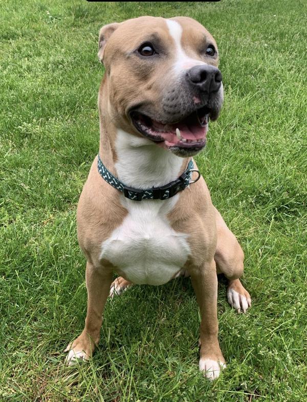 Enlarge Scooby, a Adoptable mixed breed in Staten Island, NY image 1/5