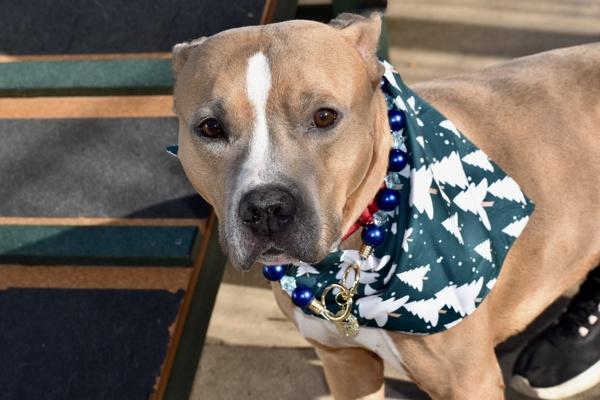 Enlarge Scooby, a Adoptable mixed breed in Staten Island, NY image 2/5