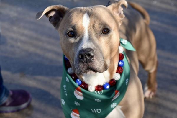 Enlarge Scooby, a Adoptable mixed breed in Staten Island, NY image 3/5