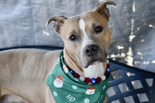Enlarge Scooby, a Adoptable mixed breed in Staten Island, NY image 4/5