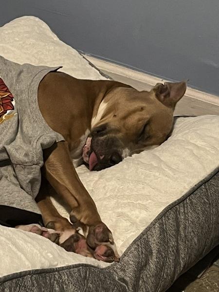 Enlarge Scooby, a Adoptable mixed breed in Staten Island, NY image 5/5