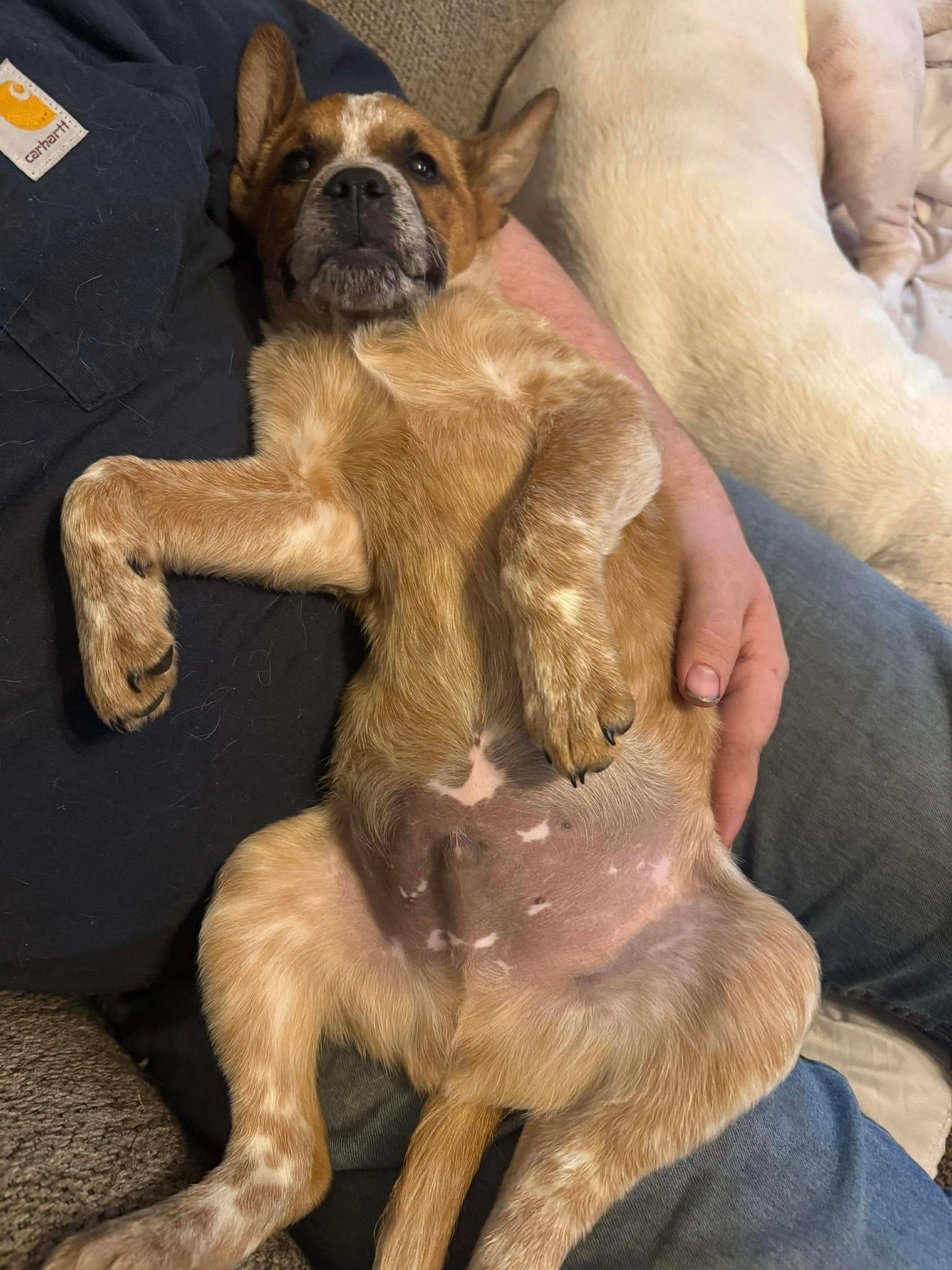 Enlarge Boots, a ADOPTABLE Mixed Breed in Kenosha, WI image 5/6