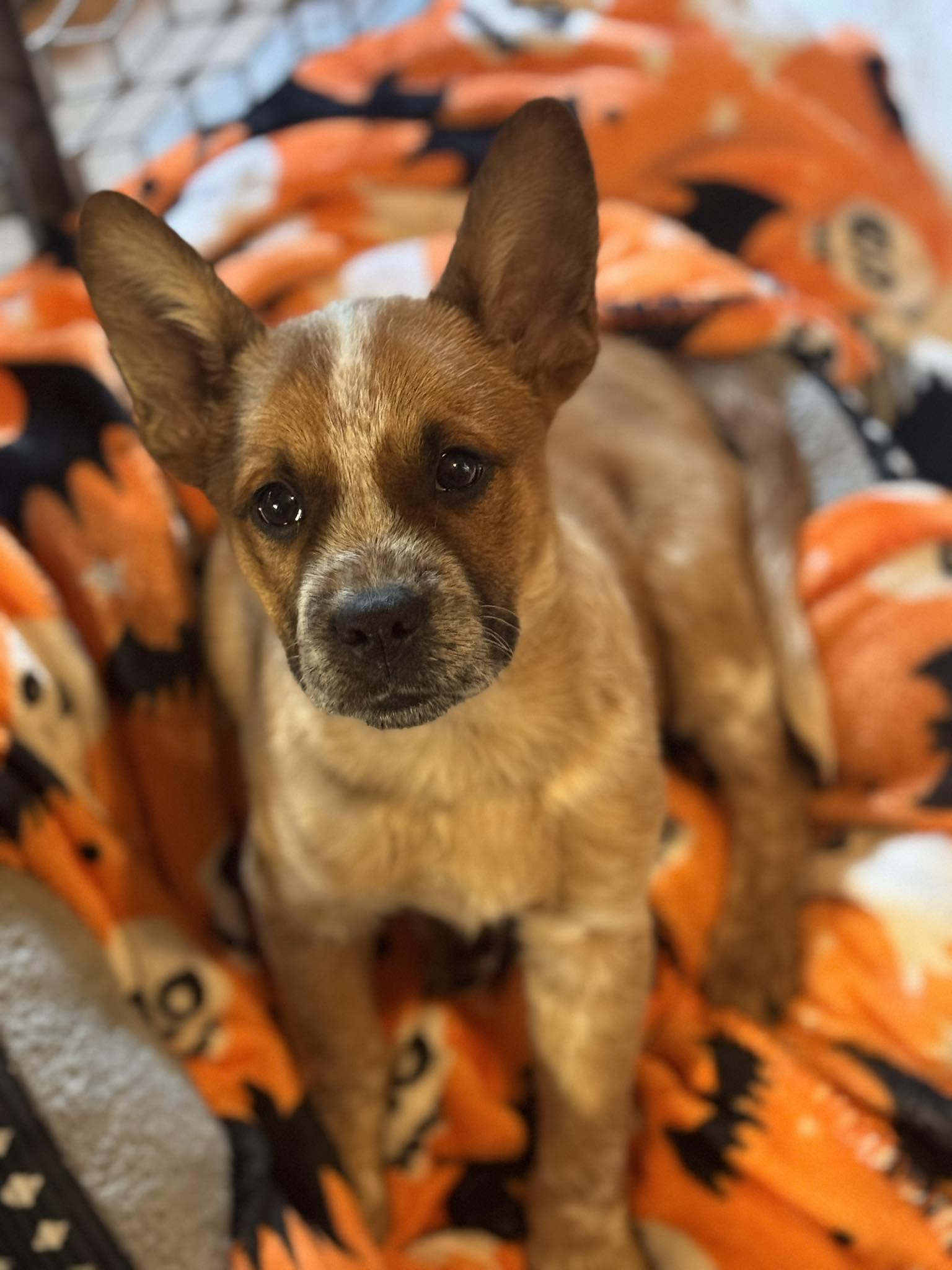 Enlarge Boots, a ADOPTABLE Mixed Breed in Kenosha, WI image 6/6