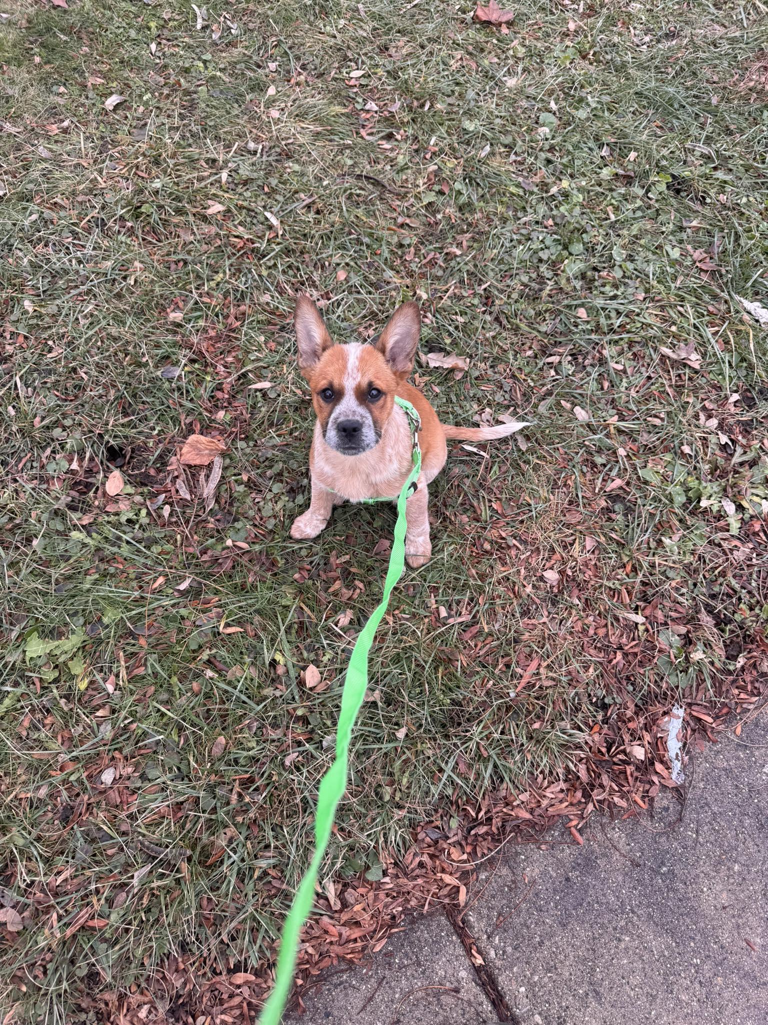 Enlarge Boots, a ADOPTABLE Mixed Breed in Kenosha, WI image 2/6