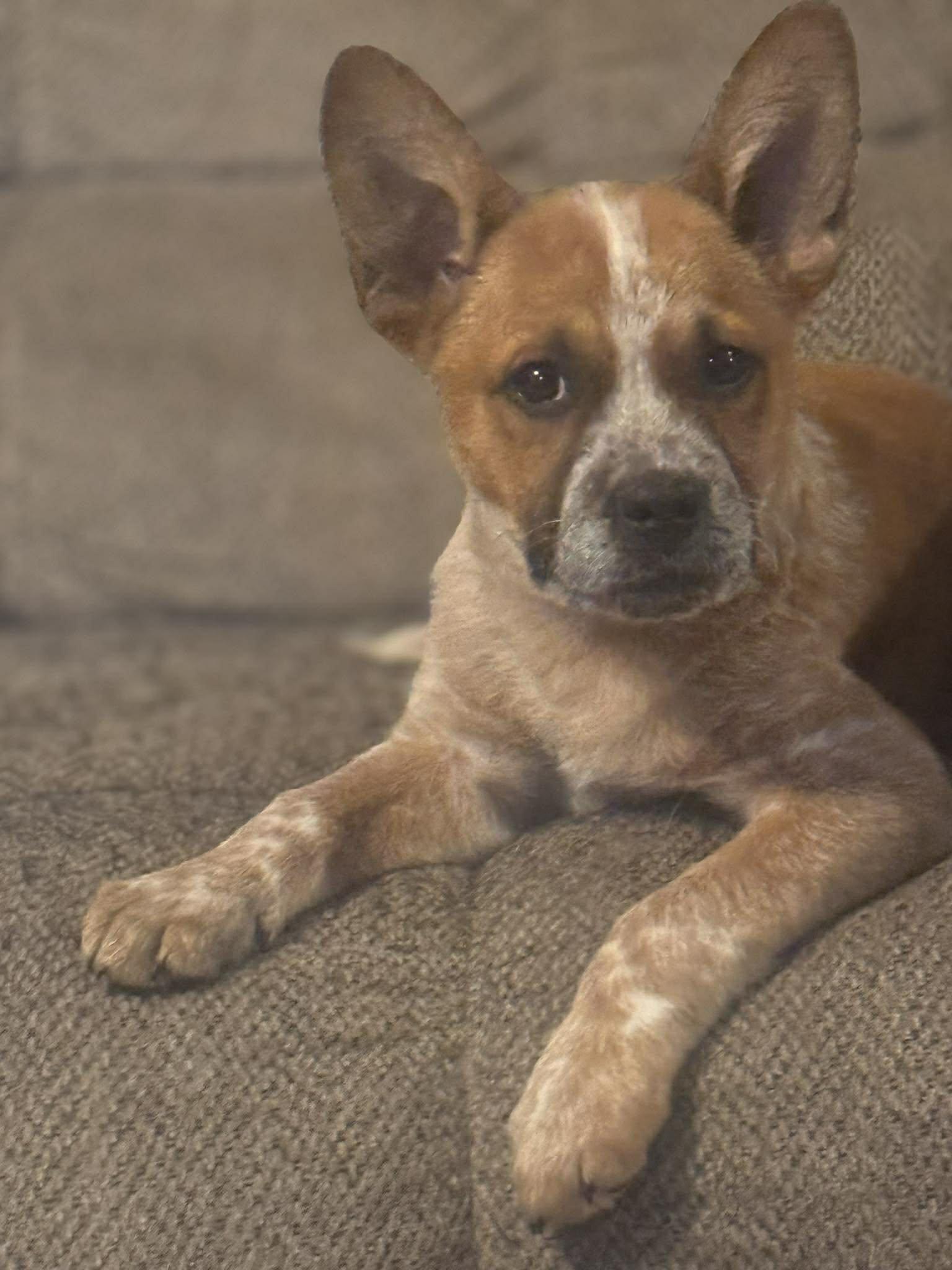Enlarge Boots, a ADOPTABLE Mixed Breed in Kenosha, WI image 4/6