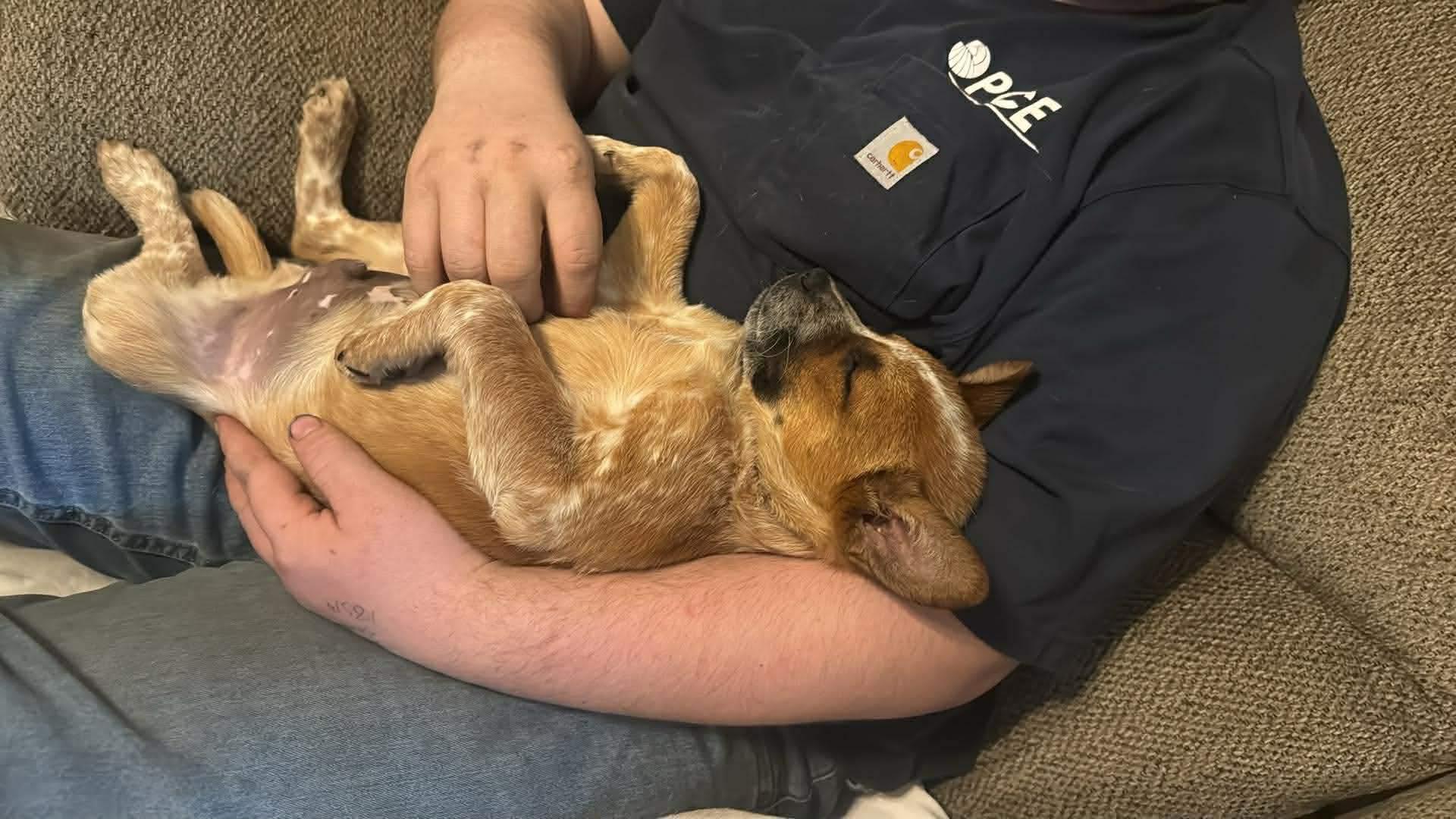 Enlarge Boots, a ADOPTABLE Mixed Breed in Kenosha, WI image 3/6