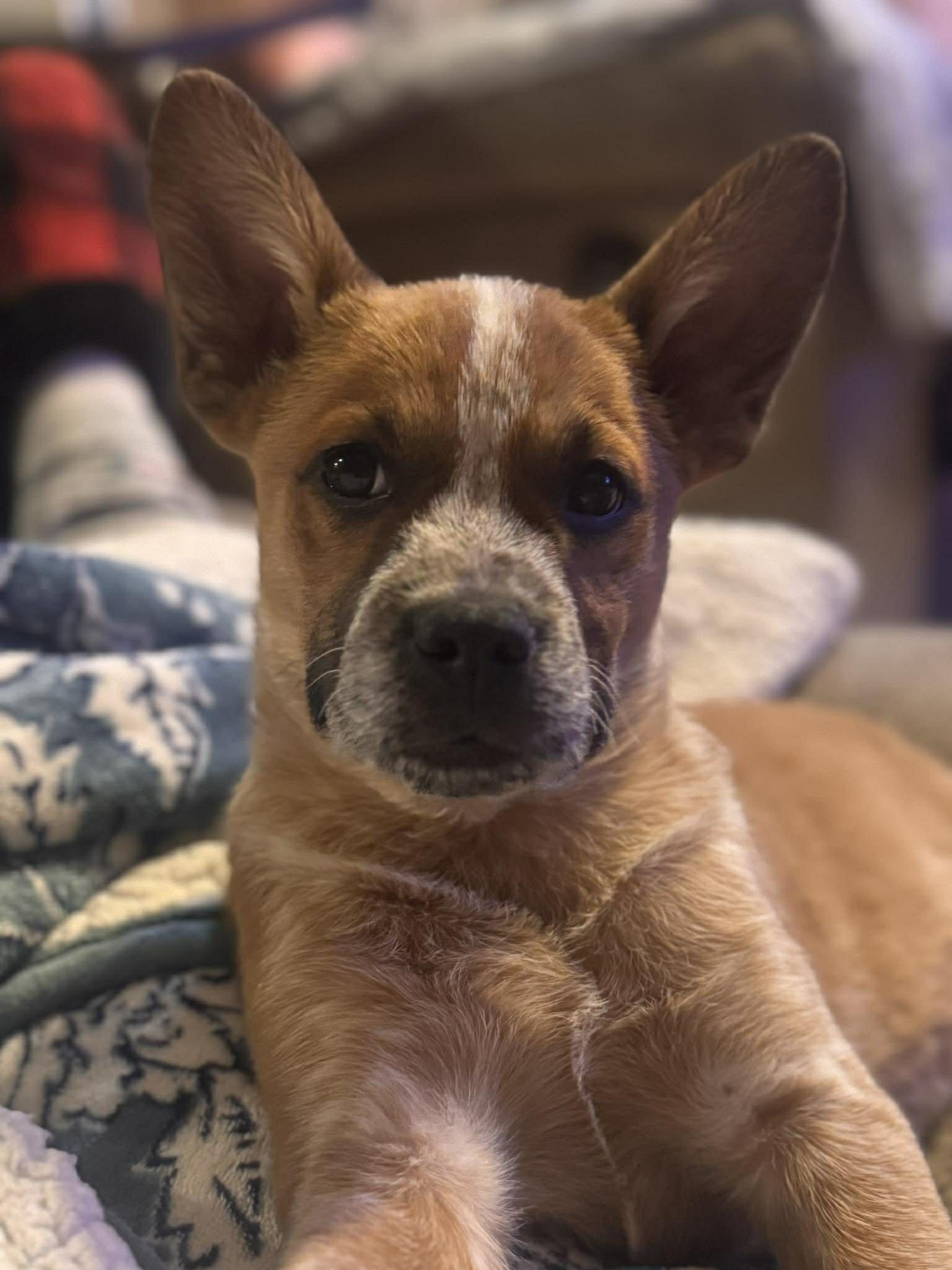 Boots, ADOPTABLE, Puppy Male Mixed Breed.