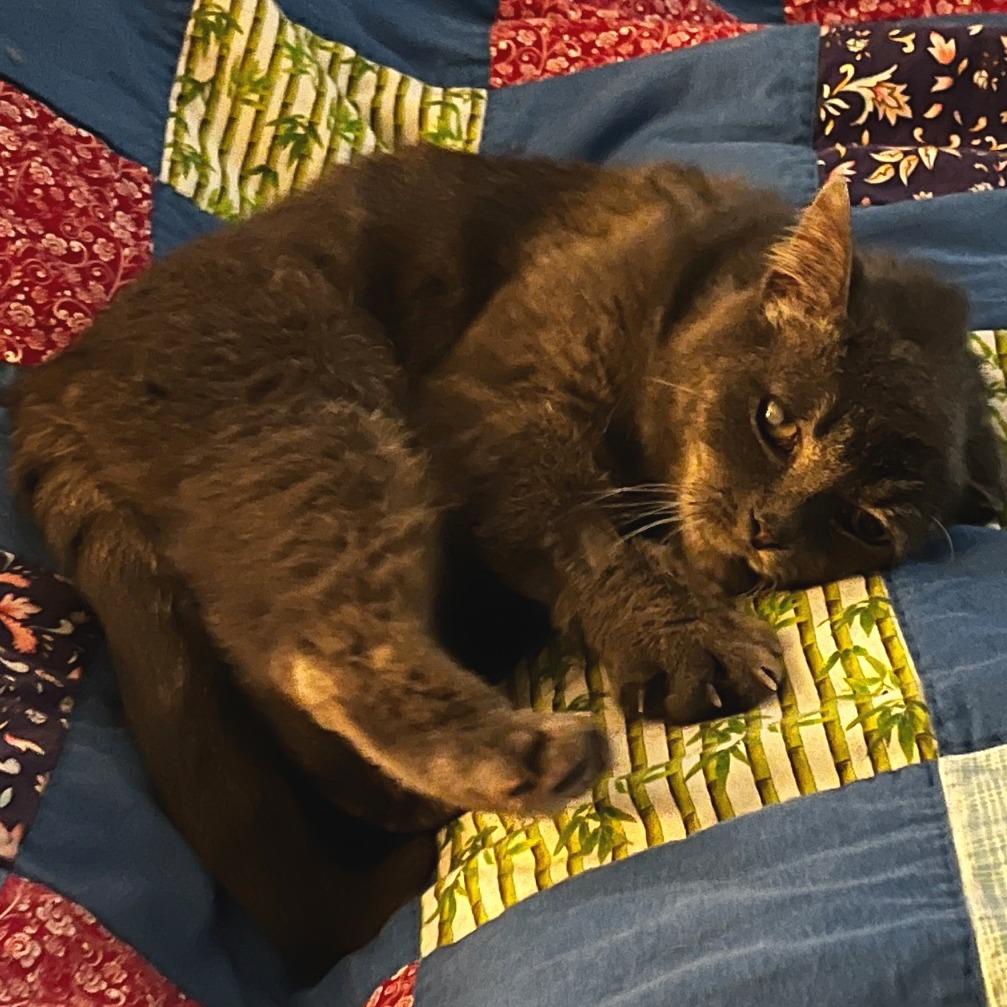 Cinnamon Bun, Adoptable, Senior Female Domestic Short Hair.