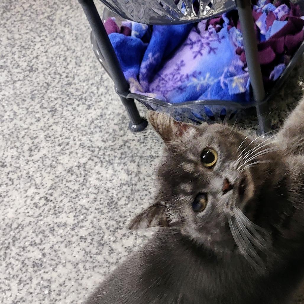 Enlarge Cinnamon Bun, a Adoptable Domestic Short Hair in Falls Church, VA image 2/6