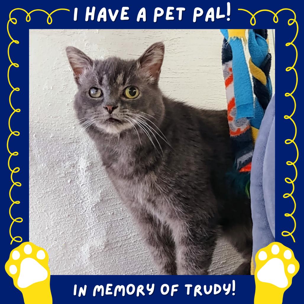 Enlarge Cinnamon Bun, a Adoptable Domestic Short Hair in Falls Church, VA image 3/6