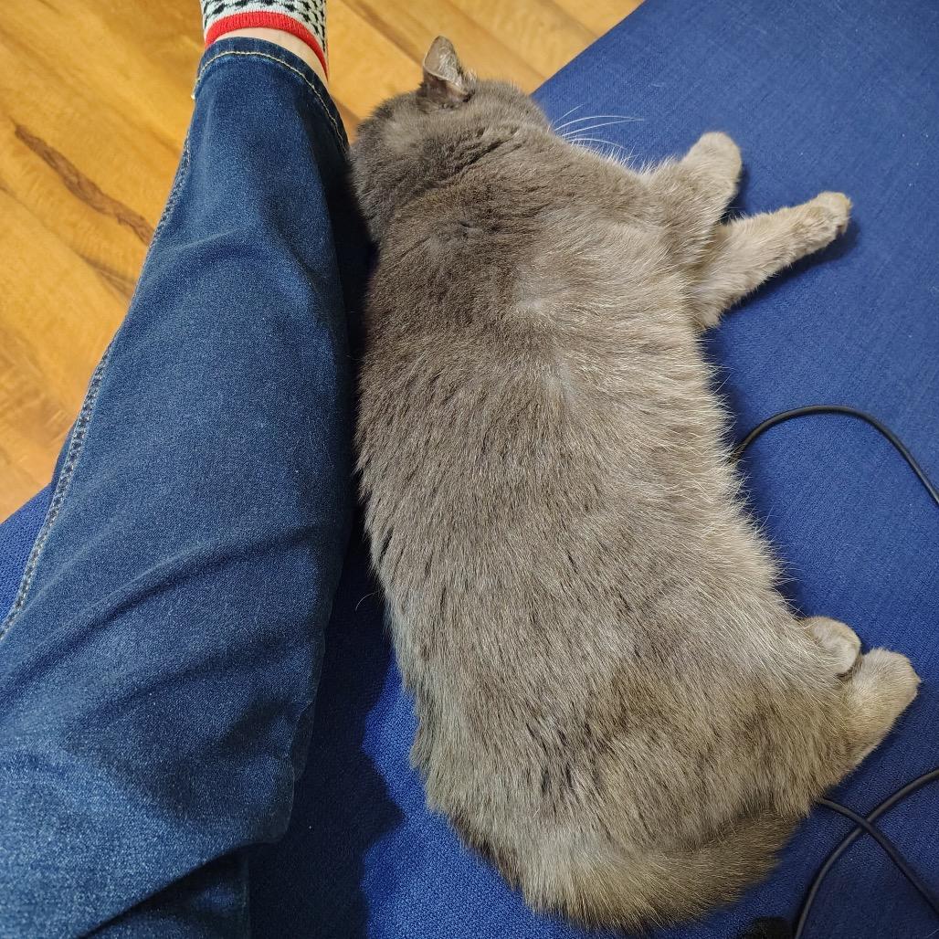 Enlarge Cinnamon Bun, a Adoptable Domestic Short Hair in Falls Church, VA image 5/6