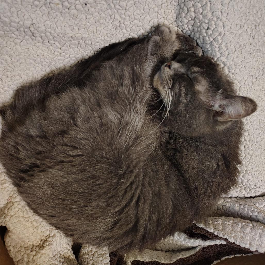 Enlarge Cinnamon Bun, a Adoptable Domestic Short Hair in Falls Church, VA image 6/6