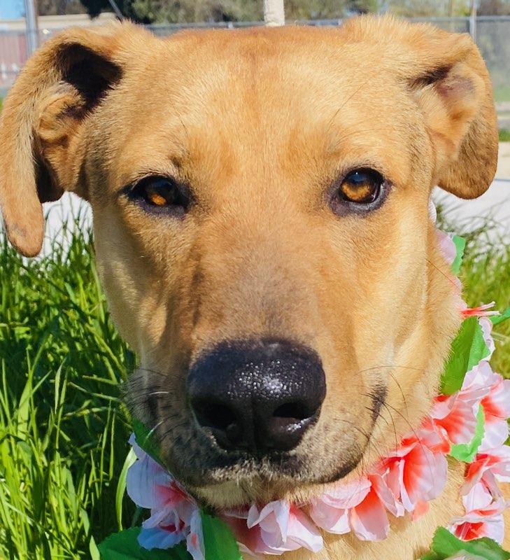 Tate, ADOPTABLE, Young Male Labrador Retriever.