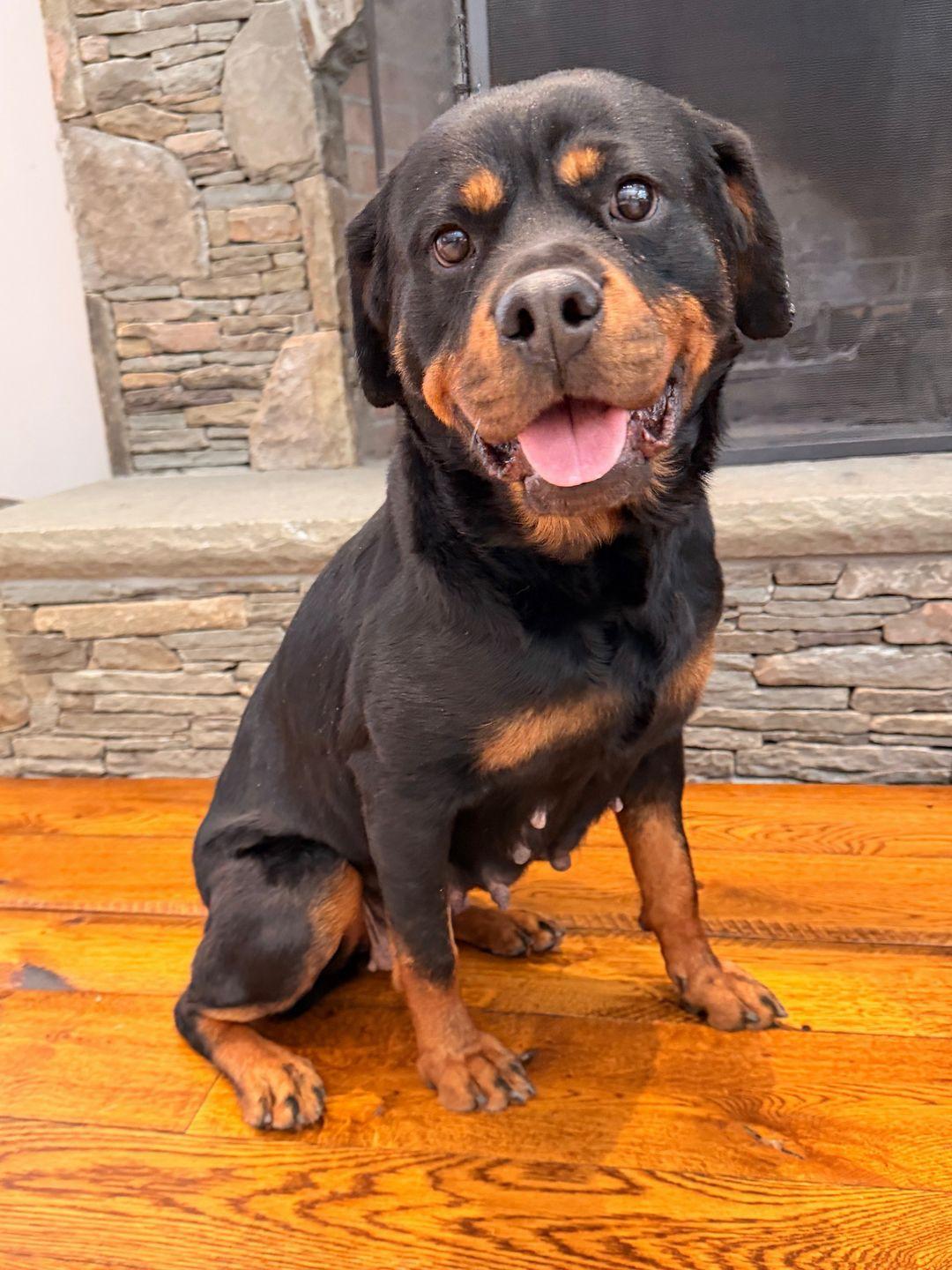 Enlarge Beverly, a ADOPTABLE Rottweiler in Thornwood, NY image 5/6