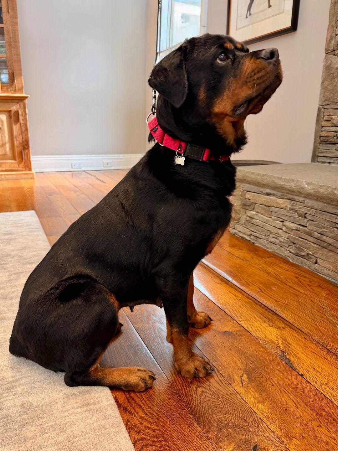 Enlarge Beverly, a ADOPTABLE Rottweiler in Thornwood, NY image 1/6