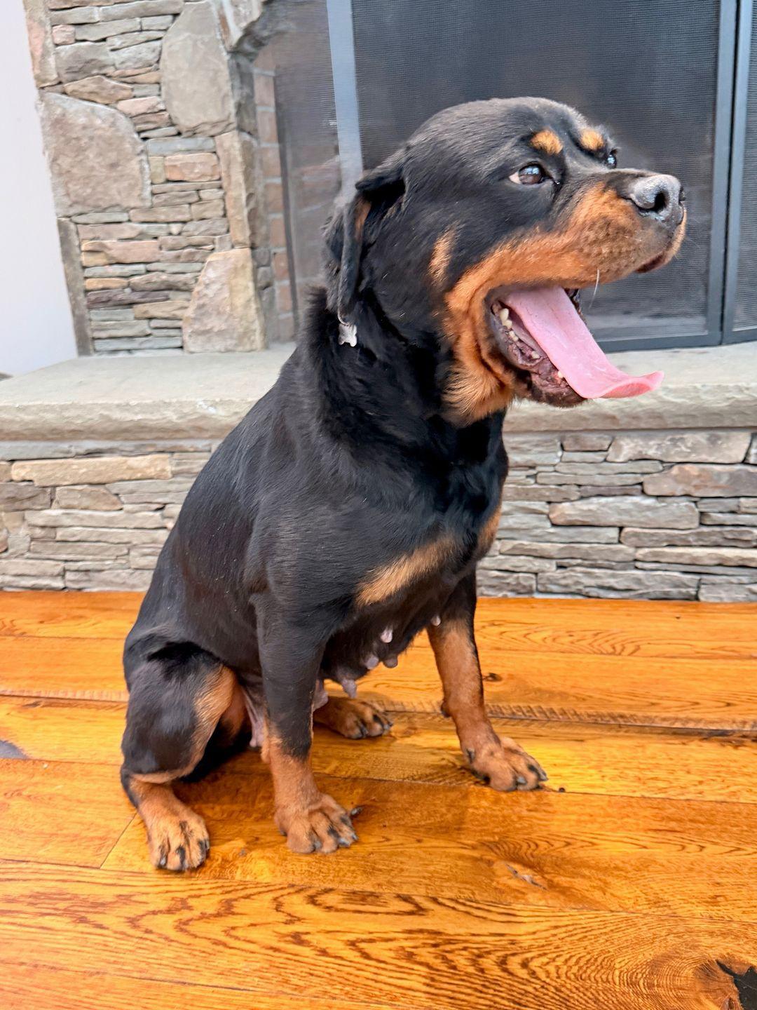 Enlarge Beverly, a ADOPTABLE Rottweiler in Thornwood, NY image 3/6