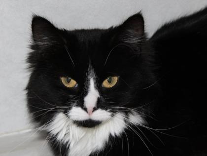 Verla, Adoptable, Adult Female Domestic Medium Hair.
